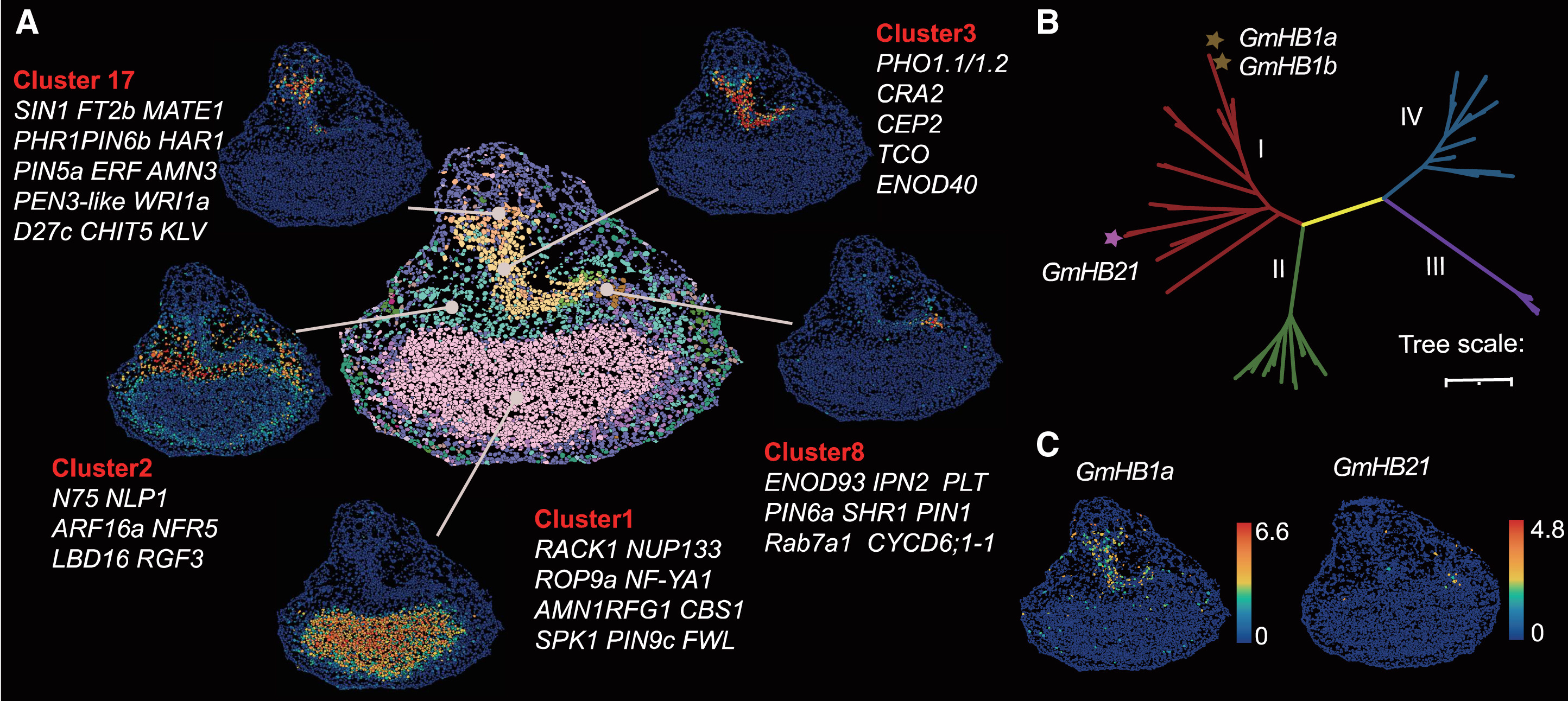 Figure 2. Spatial localization of key genes and their role in nodule development. 